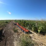 Yol Anıları – Domates Tarlasında Bir İşçi