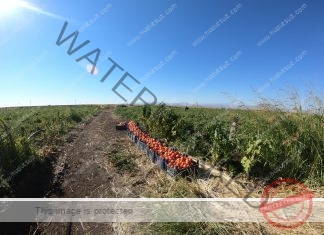 Yol Anıları – Domates Tarlasında Bir İşçi